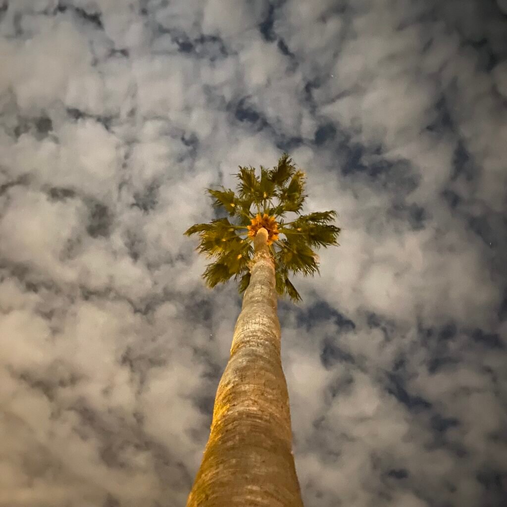 Palm tree below the clouds