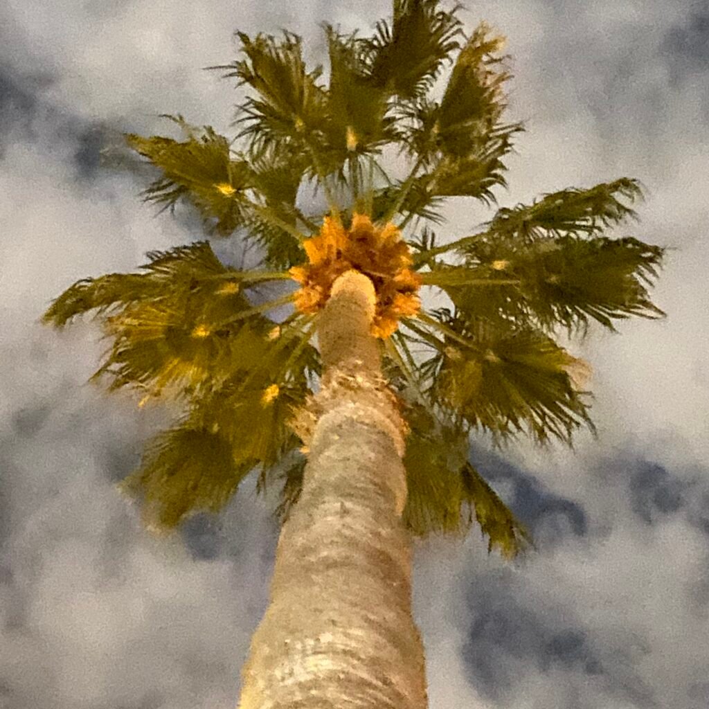 palm tree close up